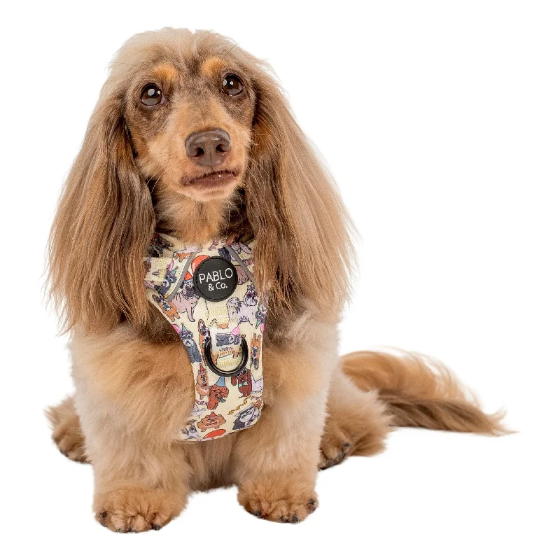 - ​​Pet toys under    yuanParty Dawgs: No Pull Adventure Harness